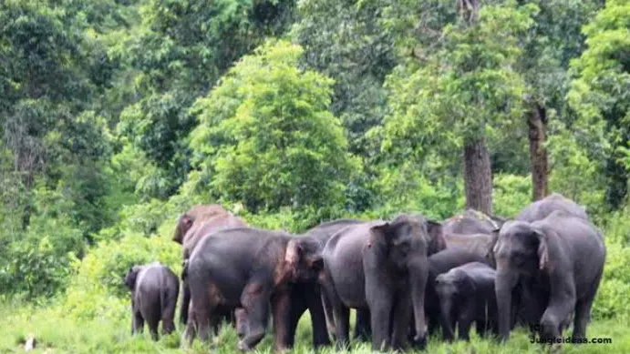 Dehing Patkai Wildlife Sanctuary